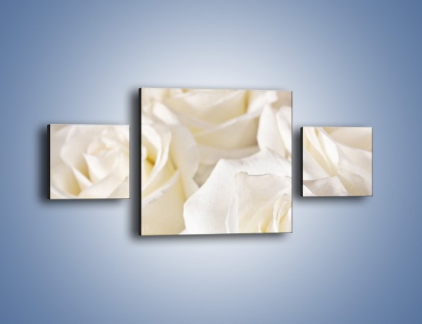 Obraz na płótnie – Dywan z białych róż – trzyczęściowy K711W4