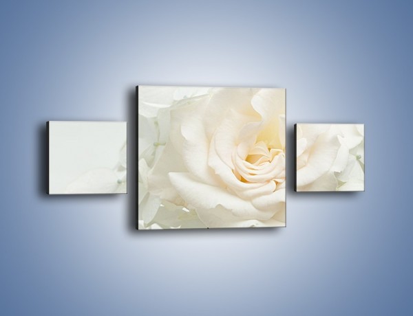 Obraz na płótnie – Czysta biel kwiatów – trzyczęściowy K712W4