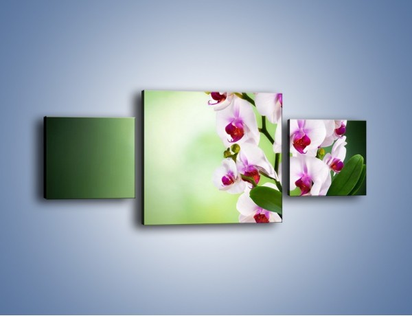 Obraz na płótnie – Kwiaty o zmierzchu – trzyczęściowy K726W4