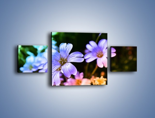 Obraz na płótnie – Niebieskie główki kwiatuszków – trzyczęściowy K769W4