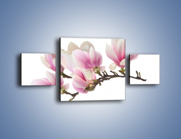 Obraz na płótnie – Rzut na gałąź magnolii – trzyczęściowy K782W4
