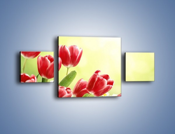 Obraz na płótnie – Polne tulipany i stokrotki – trzyczęściowy K789W4