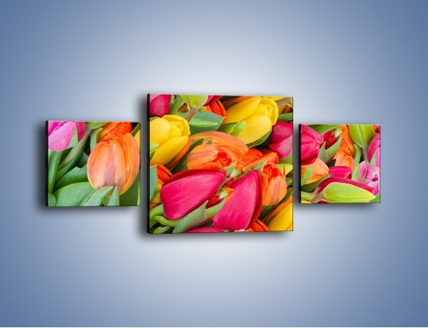 Obraz na płótnie – Ścięte pole tulipanów – trzyczęściowy K803W4