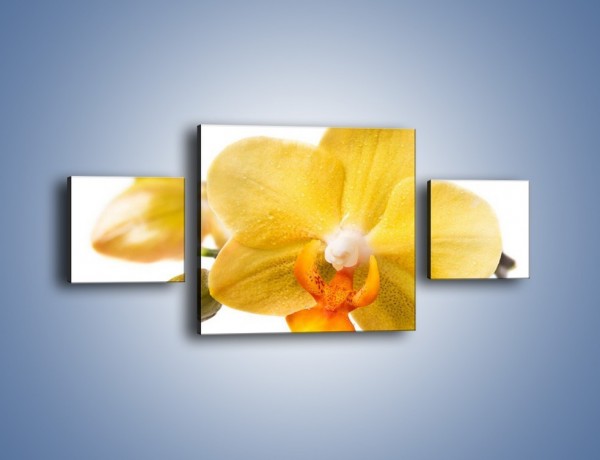 Obraz na płótnie – Kwiat jak soczysta pomarańcza – trzyczęściowy K851W4