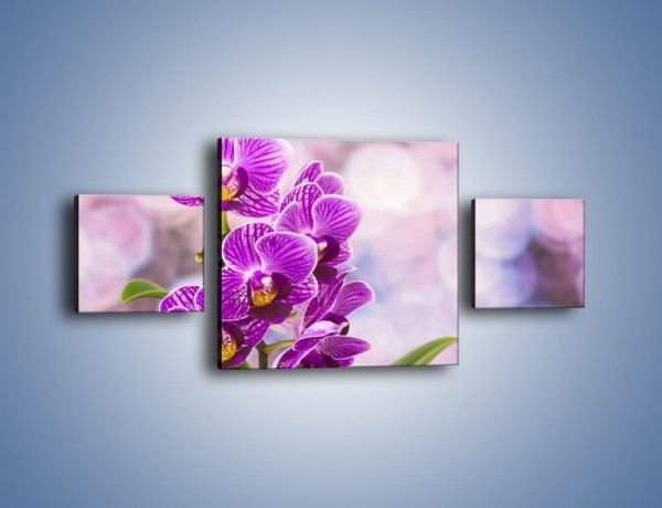 Obraz na płótnie – Storczyk i fioletowe tło – trzyczęściowy K863W4