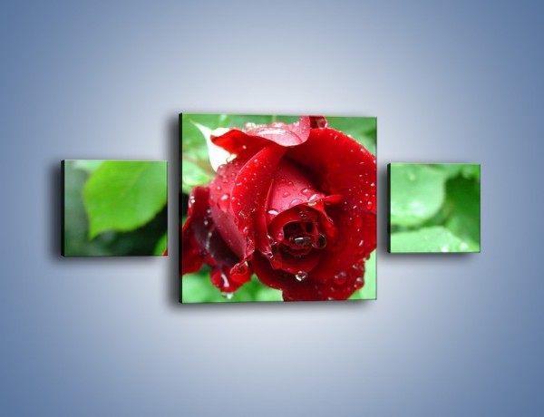 Obraz na płótnie – Zdrowa róża w ogrodzie – trzyczęściowy K875W4