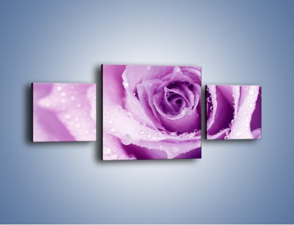 Obraz na płótnie – Jasny fiolet w róży – trzyczęściowy K894W4