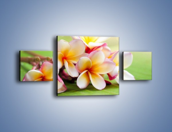 Obraz na płótnie – Nowa odmiana magnolii – trzyczęściowy K899W4