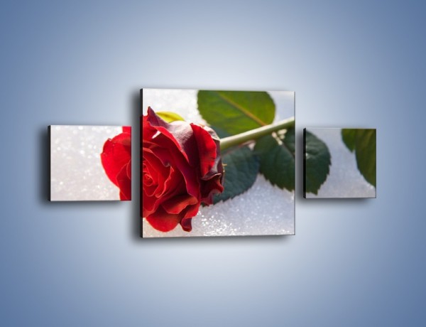 Obraz na płótnie – Gorąca róża na zmrożonej tafli – trzyczęściowy K946W4