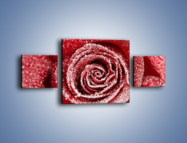 Obraz na płótnie – Szron na różanych płatkach – trzyczęściowy K958W4