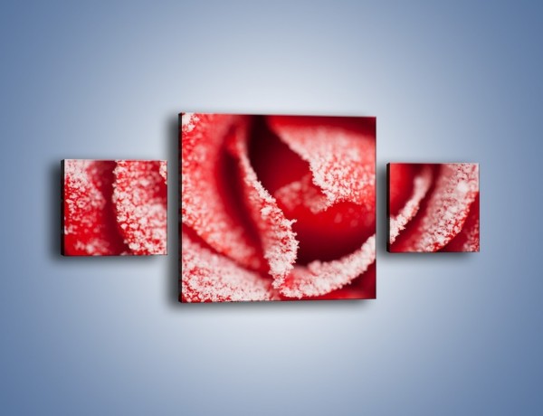 Obraz na płótnie – Zima widoczna na róży – trzyczęściowy K974W4