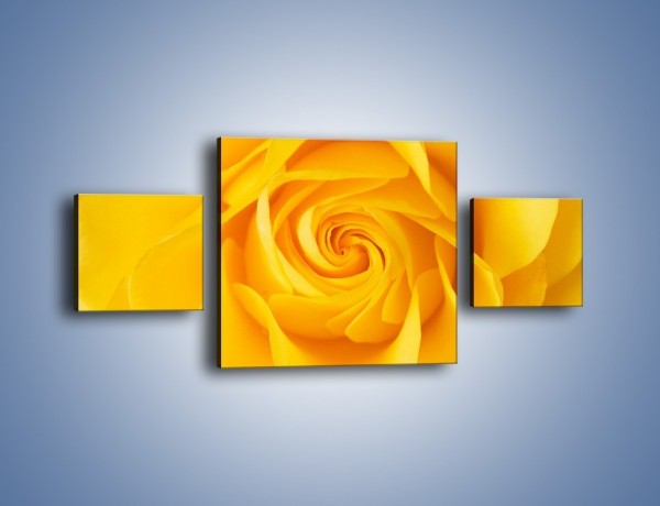 Obraz na płótnie – Moc żółtej róży – trzyczęściowy K989W4