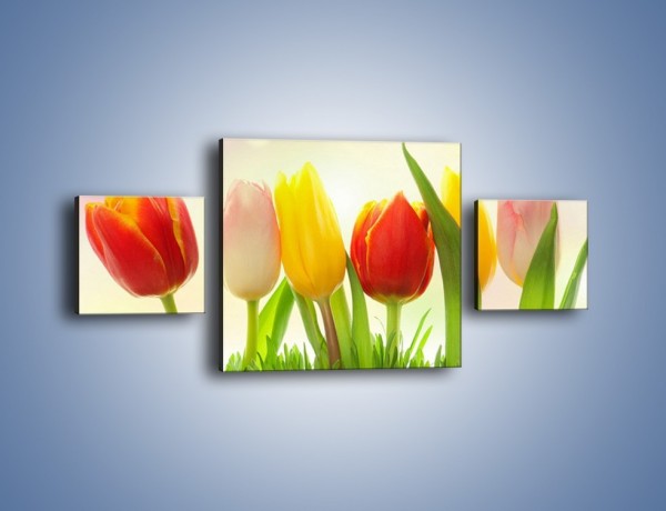Obraz na płótnie – Sześć małych tulipanków – trzyczęściowy K996W4