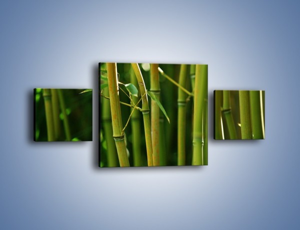 Obraz na płótnie – Bambusowe łodygi z bliska – trzyczęściowy KN118W4