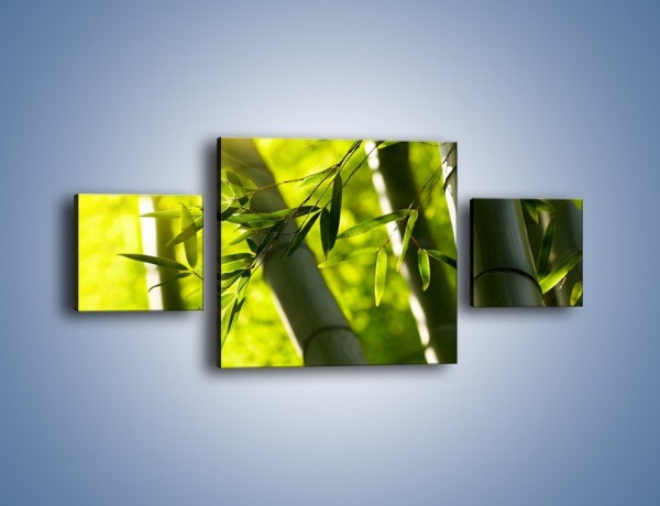 Obraz na płótnie – Twarde łodygi bambusa – trzyczęściowy KN1314AW4