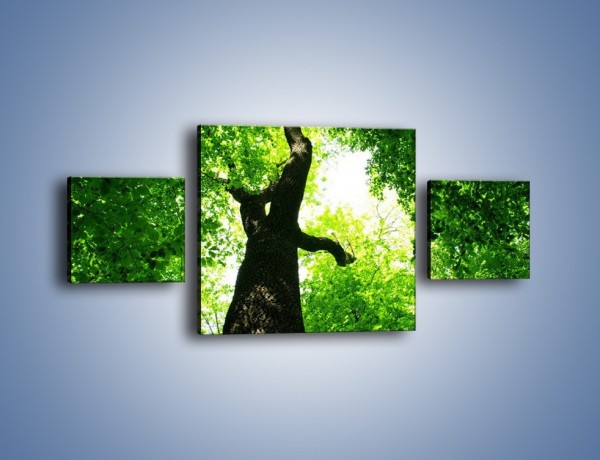 Obraz na płótnie – Drzewo bardzo wysokie – trzyczęściowy KN344W4