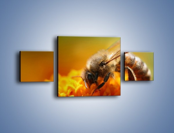 Obraz na płótnie – Pszczoła zbierająca nektar – trzyczęściowy Z002W4