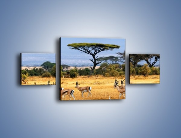 Obraz na płótnie – Antylopy w słonecznej afryce – trzyczęściowy Z003W4