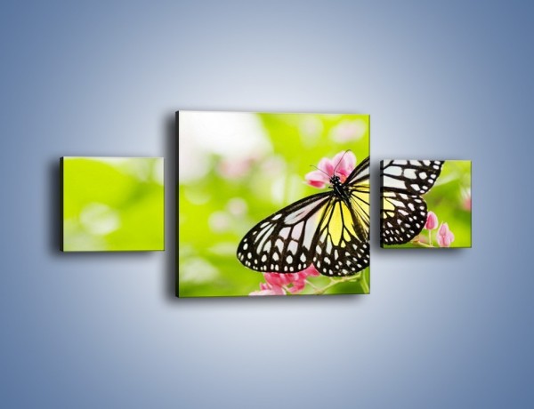 Obraz na płótnie – Motyl w letni poranek – trzyczęściowy Z004W4