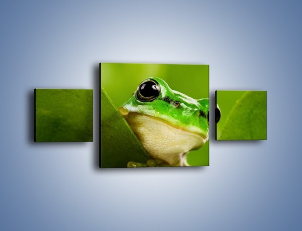Obraz na płótnie – Zielony świat żabki – trzyczęściowy Z014W4