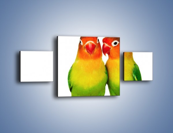 Obraz na płótnie – Sekrety uśmiechniętych papug – trzyczęściowy Z017W4