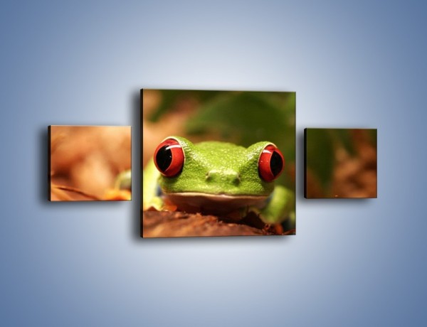 Obraz na płótnie – Bystre oczka małej żabki – trzyczęściowy Z023W4