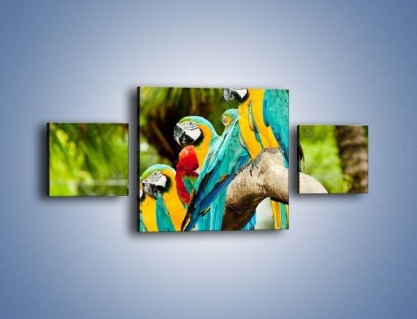 Obraz na płótnie – Kolorowe papugi w szeregu – trzyczęściowy Z029W4