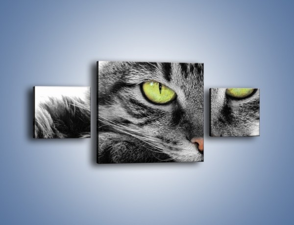 Obraz na płótnie – Obserwujący koci wzrok – trzyczęściowy Z031W4