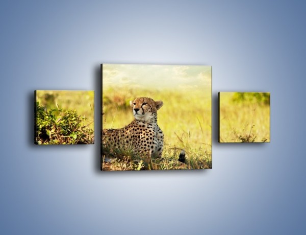 Obraz na płótnie – Relaks z gepardem w cieniu – trzyczęściowy Z040W4