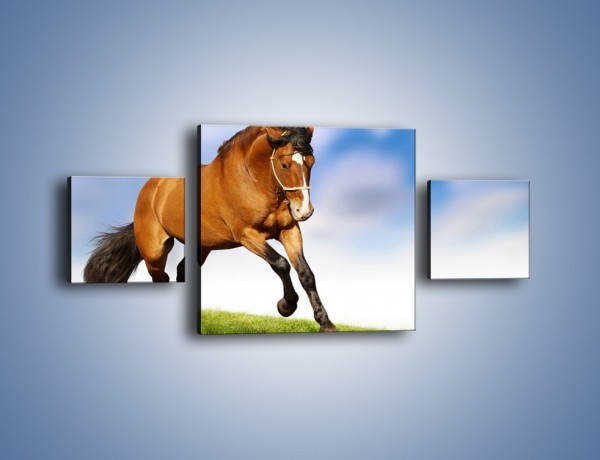 Obraz na płótnie – Przejażdżka na brązowym koniu – trzyczęściowy Z064W4