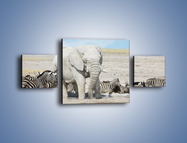 Obraz na płótnie – Słoń i jego przyjaciele – trzyczęściowy Z080W4