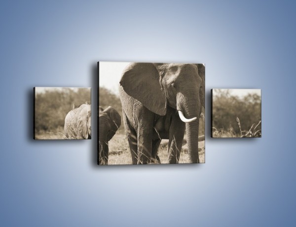 Obraz na płótnie – Wędrówki słoni przez sawannę – trzyczęściowy Z081W4