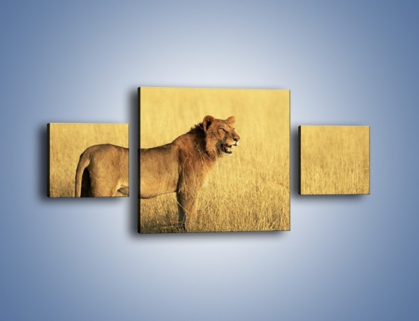 Obraz na płótnie – Czujny wzrok lwicy – trzyczęściowy Z091W4
