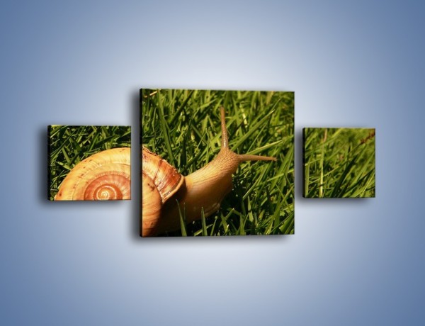 Obraz na płótnie – Z ślimakiem przez łąkę – trzyczęściowy Z103W4