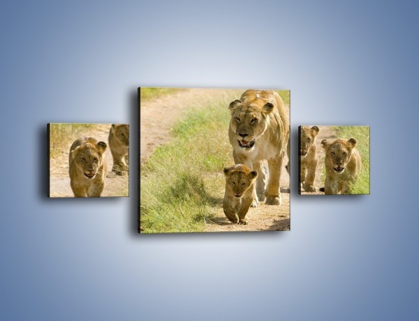 Obraz na płótnie – Spacer z małymi lwiątkami – trzyczęściowy Z112W4