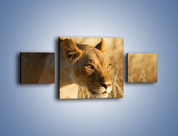 Obraz na płótnie – Polowanie z lwicą – trzyczęściowy Z132W4