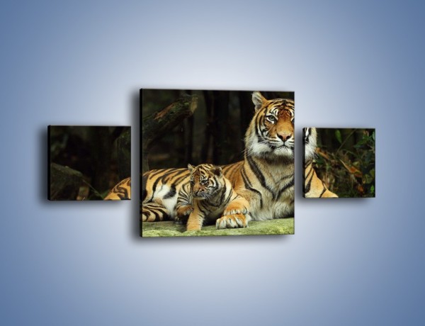 Obraz na płótnie – Tygrysia mamusia z maleństwem – trzyczęściowy Z138W4