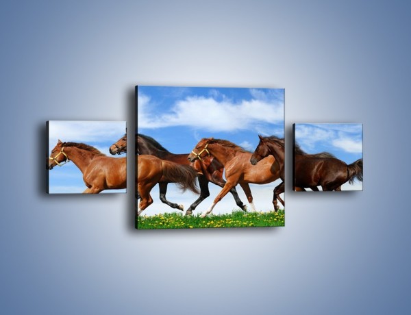 Obraz na płótnie – Galopujące stado brązowych koni – trzyczęściowy Z172W4