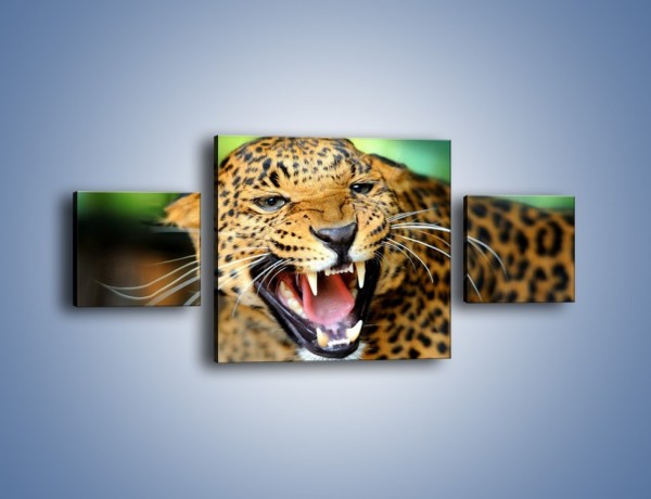 Obraz na płótnie – Jaguar z pazurem – trzyczęściowy Z184W4
