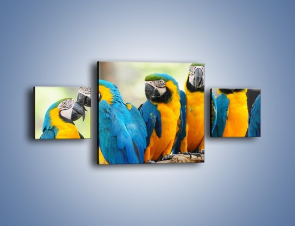 Obraz na płótnie – Pocałunek kolorowej papugi – trzyczęściowy Z187W4