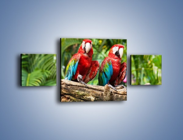Obraz na płótnie – Papużki nierozłączki – trzyczęściowy Z188W4