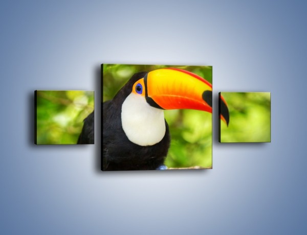 Obraz na płótnie – Kolorowy dziób tukana – trzyczęściowy Z195W4