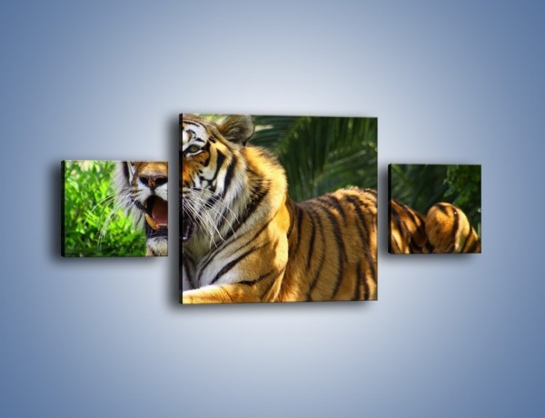 Obraz na płótnie – Cała duma tygrysa – trzyczęściowy Z199W4