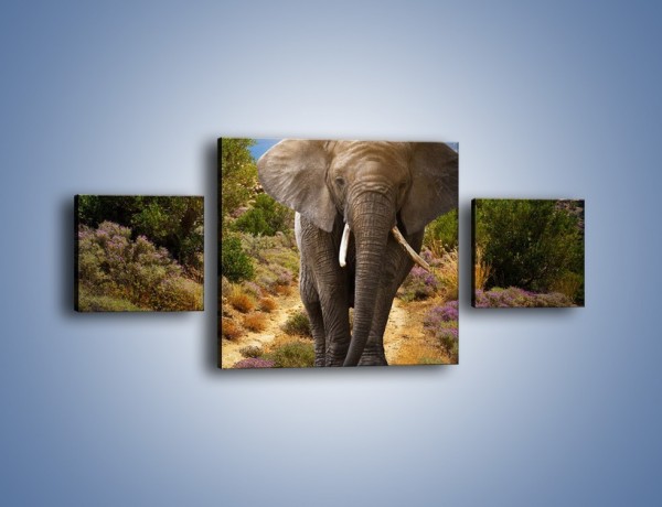 Obraz na płótnie – Moc i potęga słonia – trzyczęściowy Z210W4