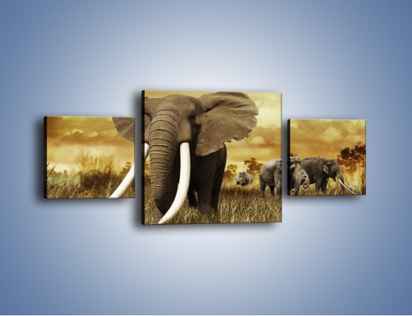 Obraz na płótnie – Drogocenne kły słonia – trzyczęściowy Z214W4