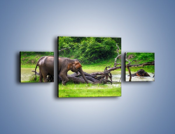 Obraz na płótnie – Kąpiel ze słoniem – trzyczęściowy Z216W4