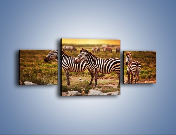 Obraz na płótnie – Zebra w dwóch kolorach – trzyczęściowy Z221W4