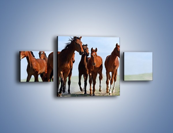 Obraz na płótnie – Konie na wybiegu – trzyczęściowy Z222W4