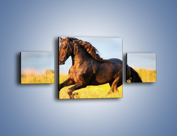 Obraz na płótnie – Dziki koń i jego mięśnie – trzyczęściowy Z232W4