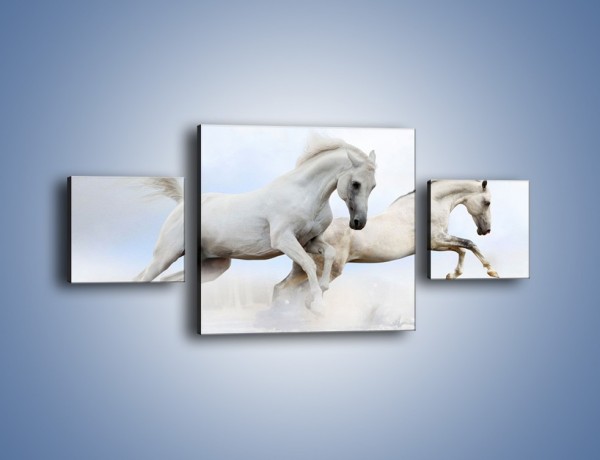 Obraz na płótnie – Białe konie i biały śnieg – trzyczęściowy Z239W4